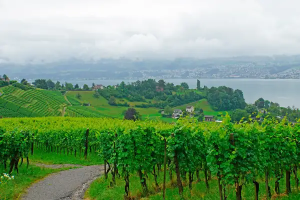 “Electronic payment option” wine bars in the canton of Zurich