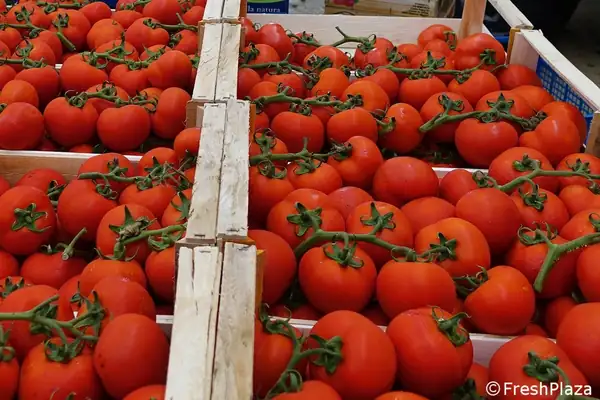 At current prices, tomatoes are basically unavailable