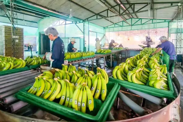 Peru welcomes first banana export season to China