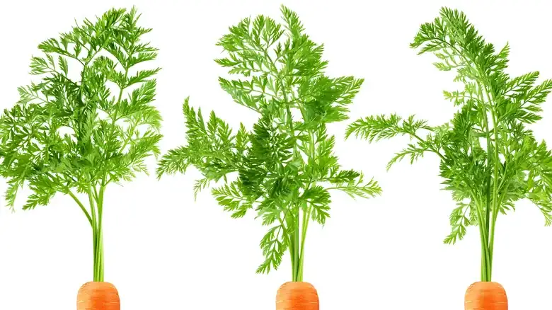 Save Your Carrot Tops And Add A Sweet Crunch To Your Salads