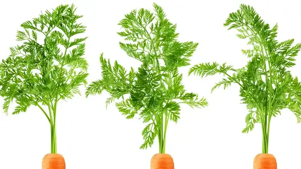 Save Your Carrot Tops And Add A Sweet Crunch To Your Salads