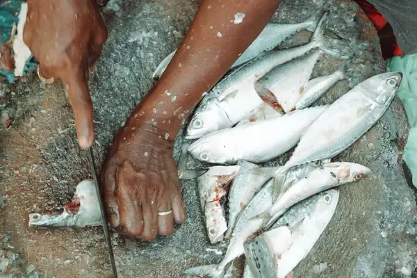 Ángel León's trick for bleeding oily fish and his recipe for mackerel with vegetables