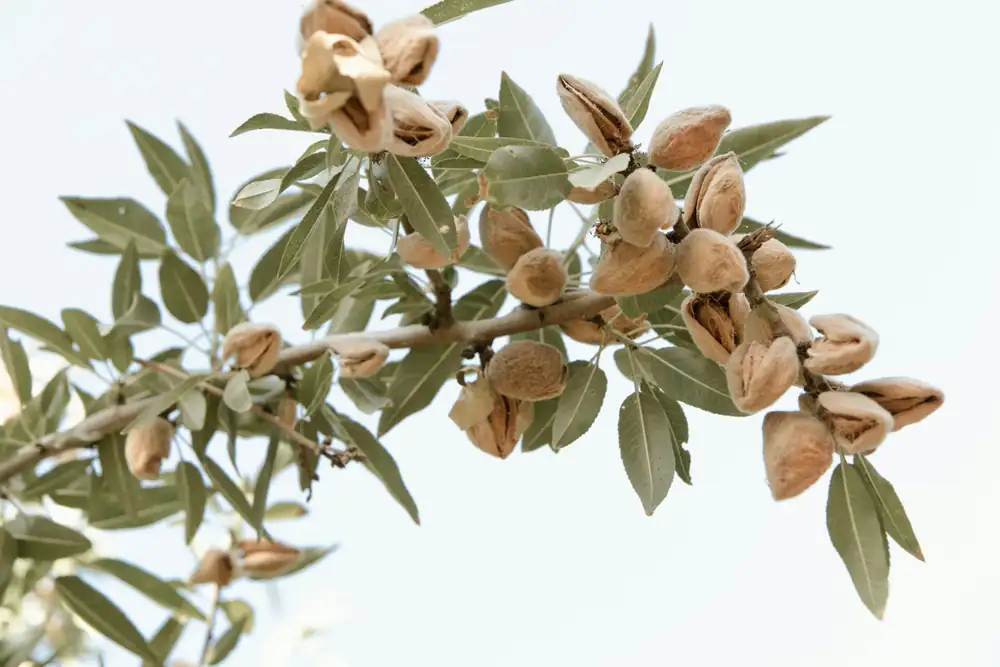 The small Sicilian town that fuels the world's almond mania