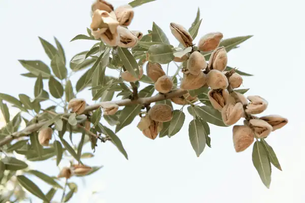 The small Sicilian town that fuels the world's almond mania