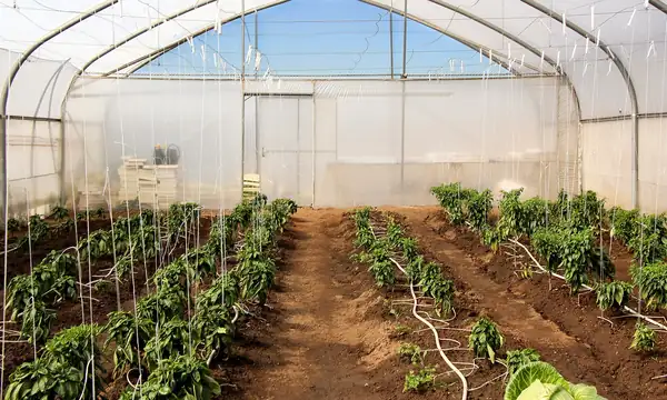 Agri Entrepreneurship: Reiger Park school empowers young women to break agricultural stereotypes