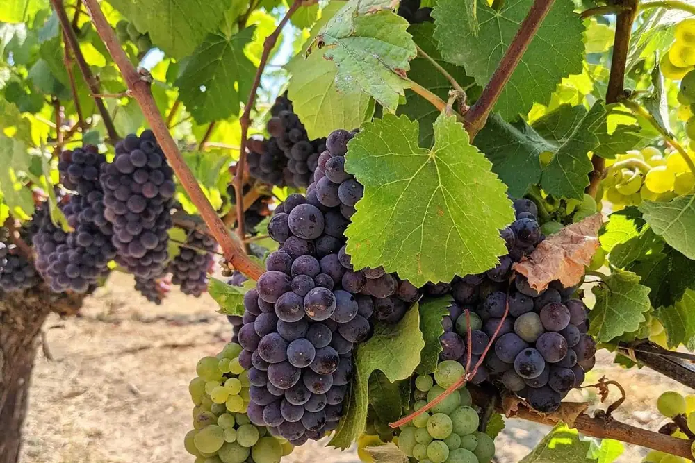 No, tu cabernet no necesita un bistec. Lo que pide son pimientos asados.