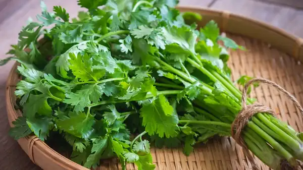 El olor y las señales de color a tener en cuenta al comprar cilantro fresco