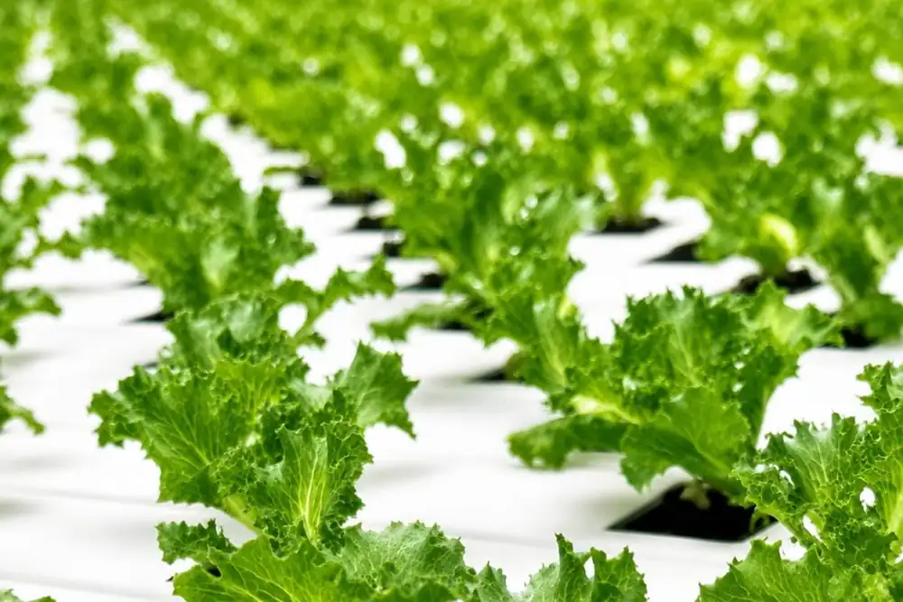 Ante la ola de calor que azota Europa, Staay ofrece una alternativa a la lechuga iceberg tradicional