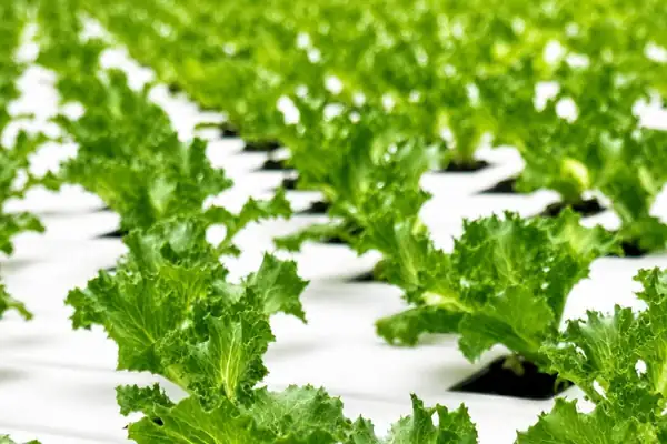 Ante la ola de calor que azota Europa, Staay ofrece una alternativa a la lechuga iceberg tradicional