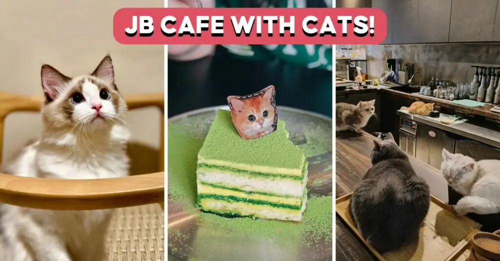 Juega con gatos mientras disfrutas de un tiramisú y un matcha Niko Neko en esta cafetería de gatos de Johor Bahru
