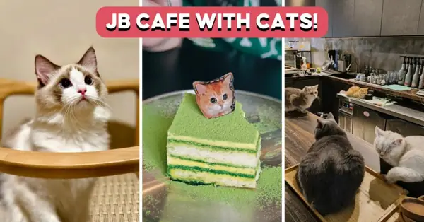 Play With Cats While Enjoying Tiramisu And Niko Neko Matcha At This JB Cat Cafe