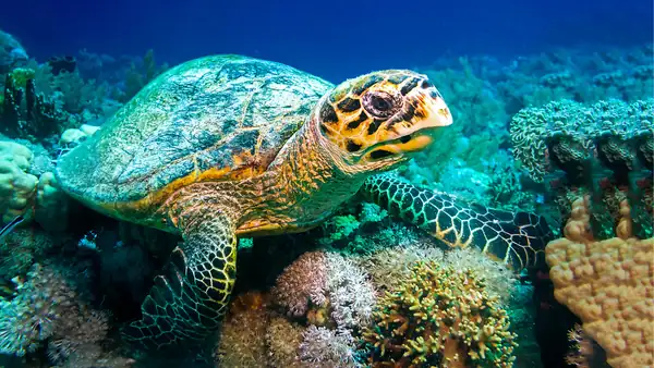 The Surprising Condiment Being Used To Save Sea Turtles