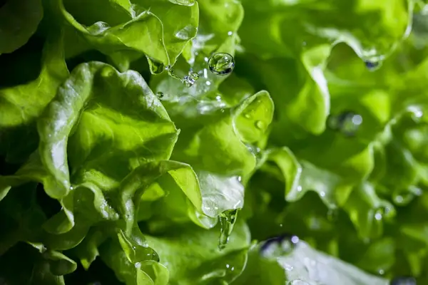 ¿Cuál es la mejor manera de secar la lechuga?