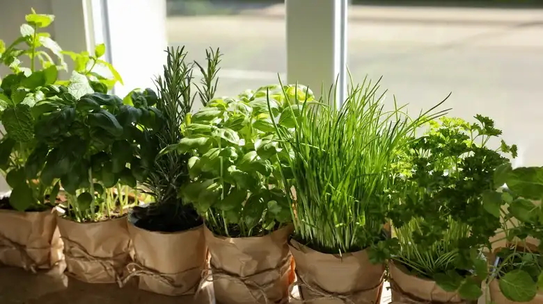 Leftover Herbs? Throw Them In Some Pasta Dough