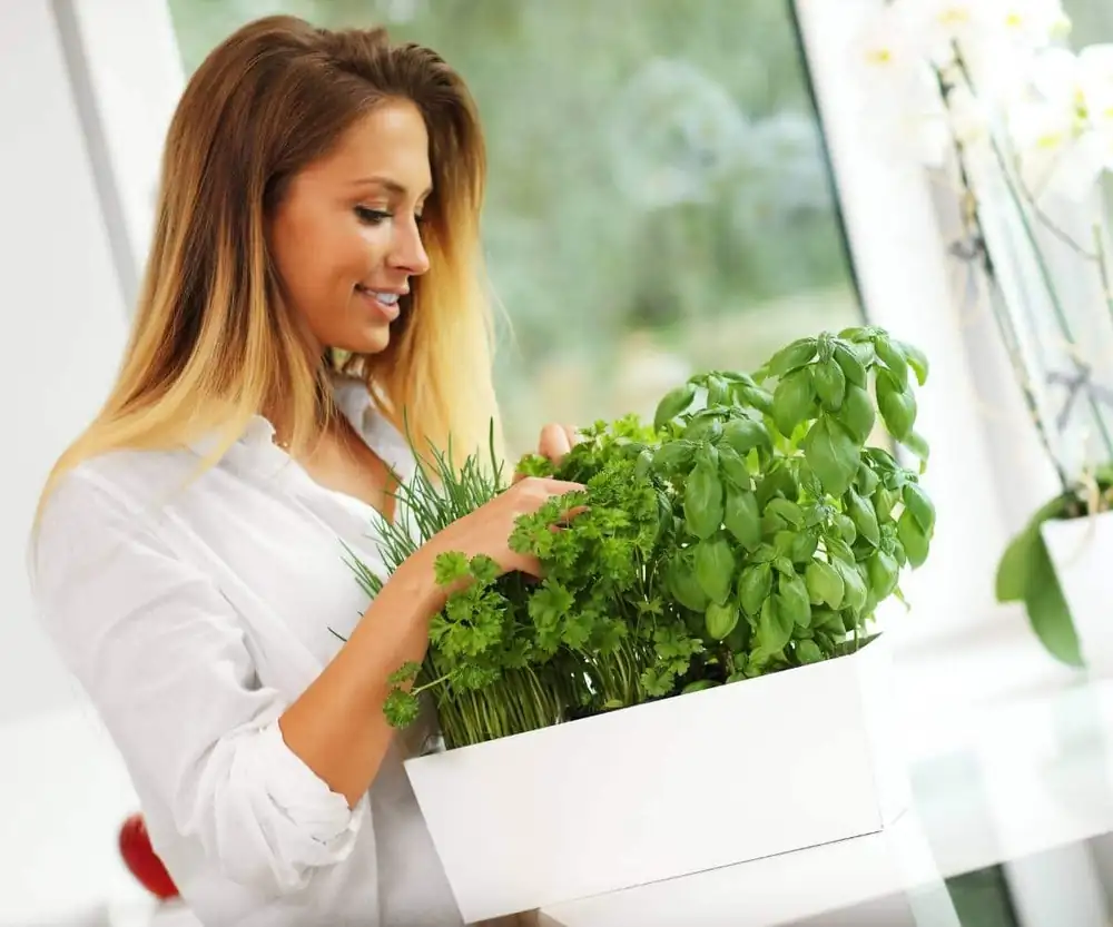Growing Herbs Indoors: 7 Experts Share their Tips!