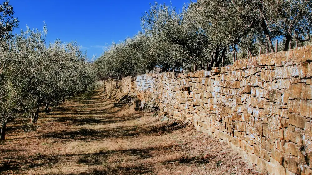 Productor esloveno planea glamping en olivar tras noveno oro consecutivo en el NYIOOC