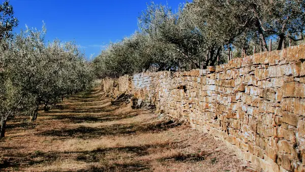 Productor esloveno planea glamping en olivar tras noveno oro consecutivo en el NYIOOC