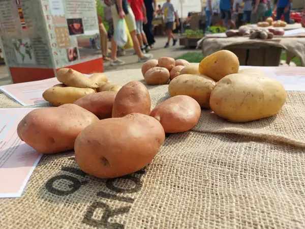 La agricultura cobra protagonismo en las calles: el Festival de la Papa regresa a Villastellone del 17 al 20 de septiembre