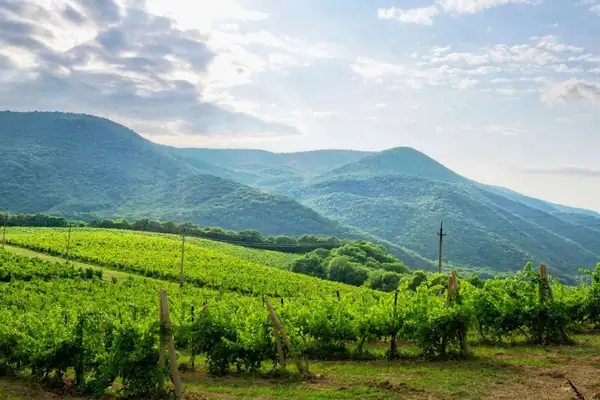 The ingredients of wine tourism: the importance of the territory