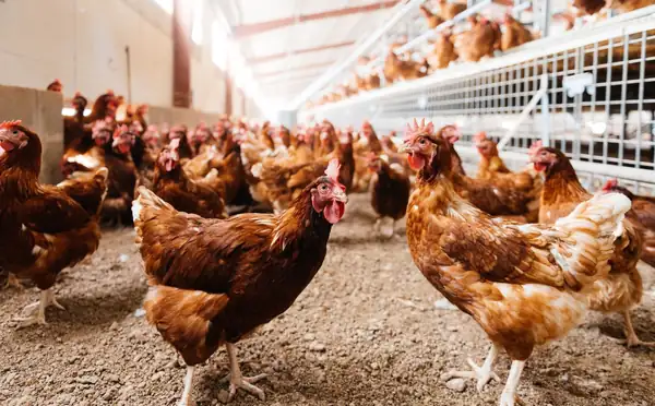 Un estudio revela que la producción de huevos orgánicos es el doble de perjudicial para el medio ambiente