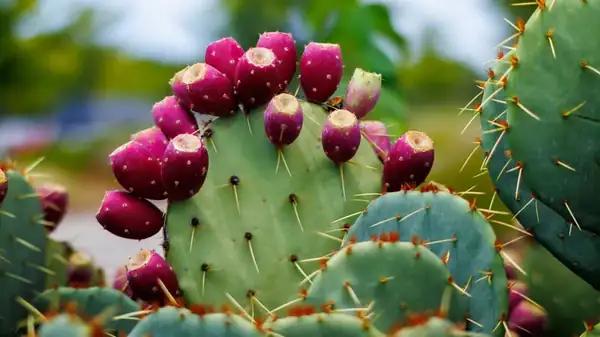 Todo lo que necesitas saber sobre los nopales