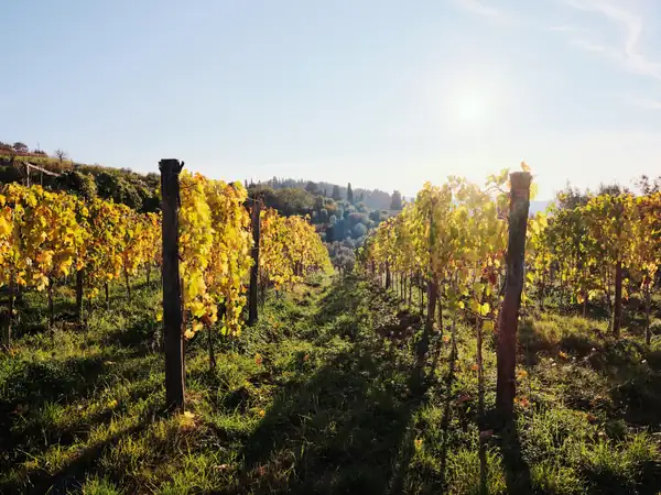 How wine can adapt to a changing climate