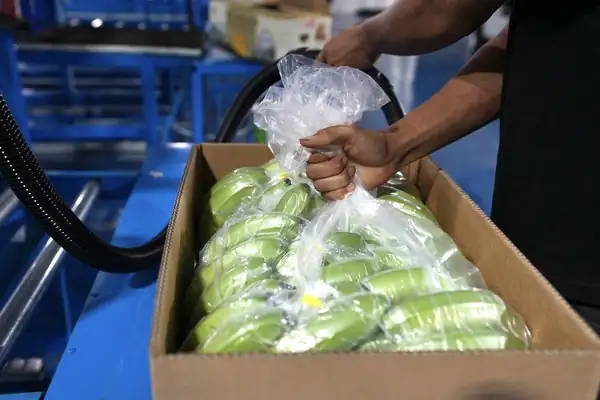 Los exportadores de plátanos vietnamitas buscan ascender en la cadena de valor