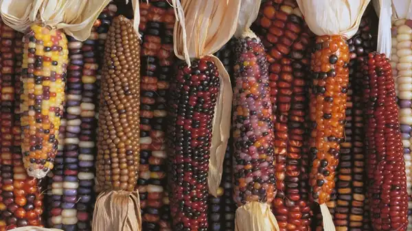 Sí, el maíz multicolor es comestible (pero esto es lo que debes saber primero)