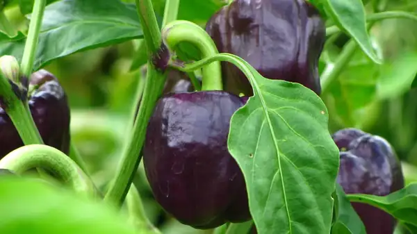 Dragonfly Peppers Are The Easy Way To Elevate Your Next Salad