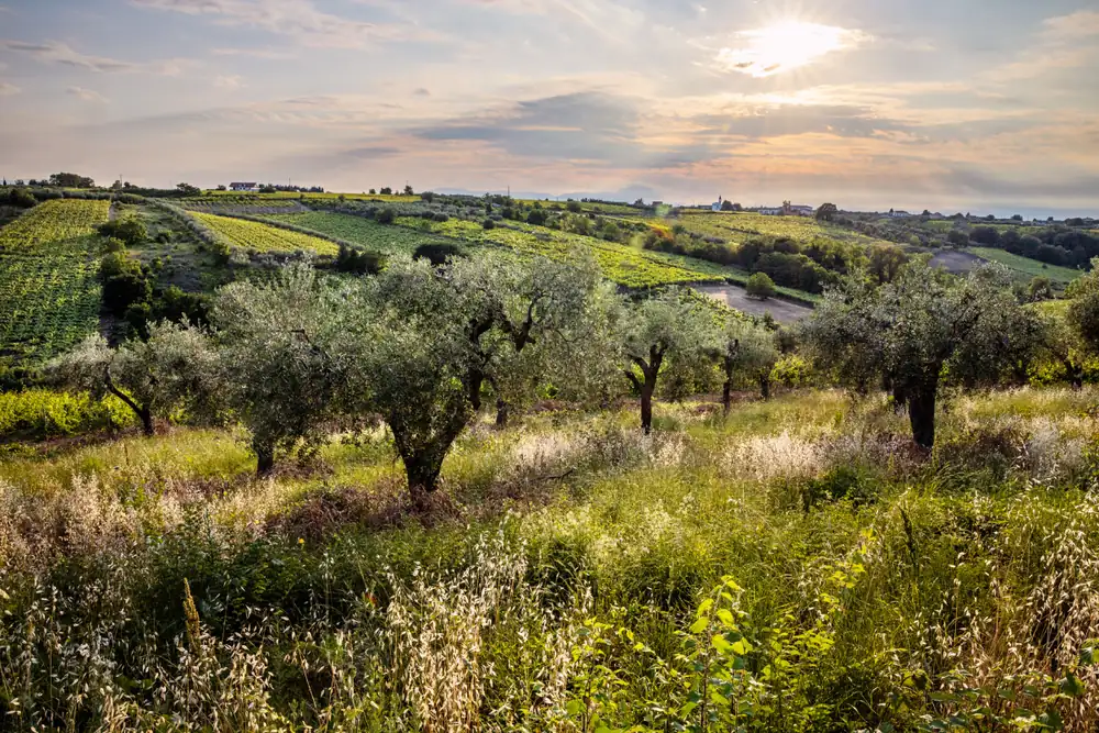 Tollo Wine Festival: The winemaking excellence of Tollo and Tullum