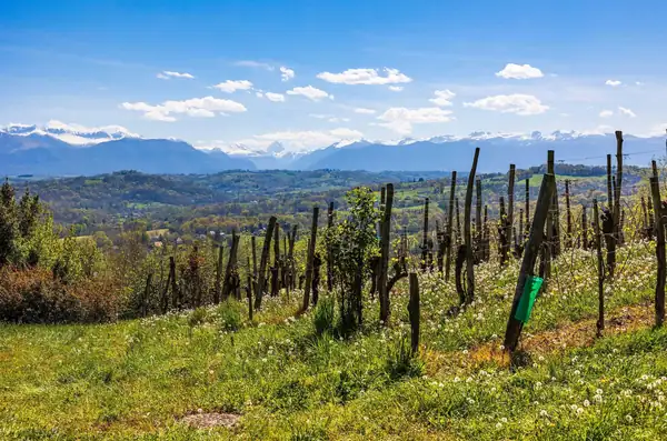 Is Jurançon the next Jura? Why this Pyrenean region wields a seductive power
