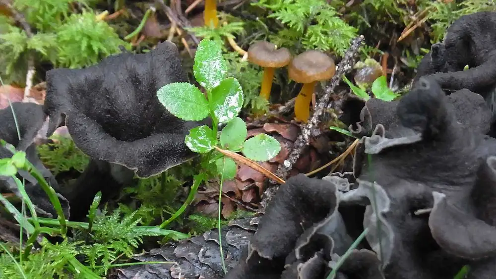 7 delicious edible mushrooms to remember