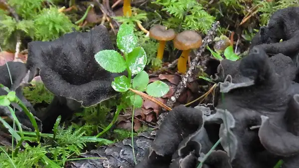 7 delicious edible mushrooms to remember