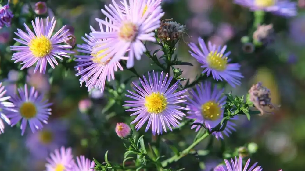 It was a favorite of our grandmothers, and for good reason: that's why aster is a good choice