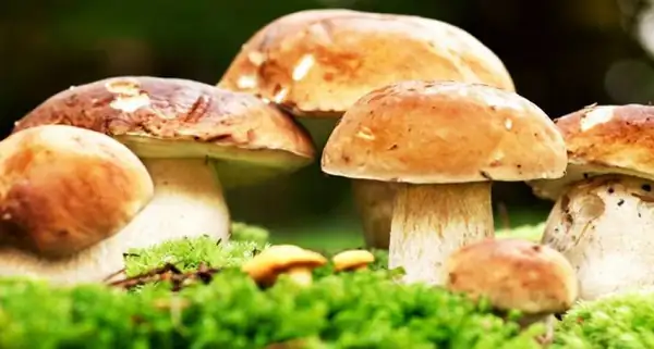 The cep is the king of the forest