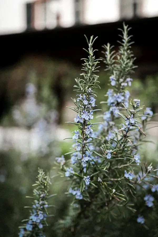 Ten herbs and their uses