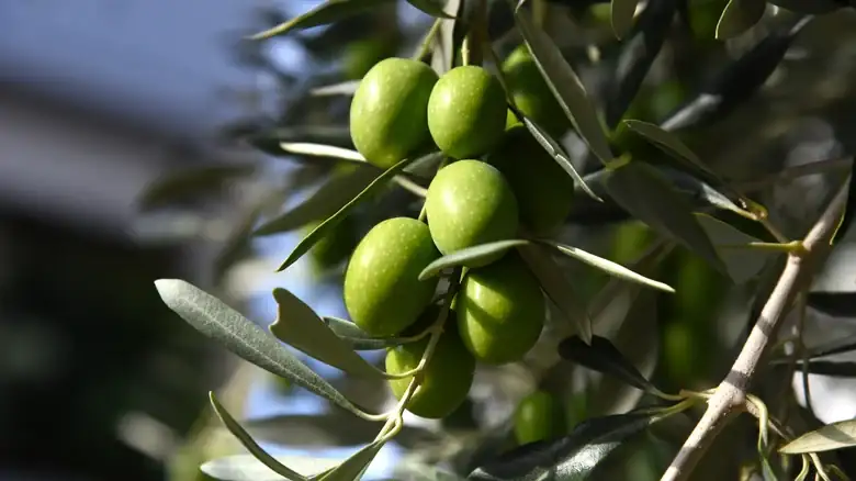 Why You Can't Actually Eat Fresh Olives