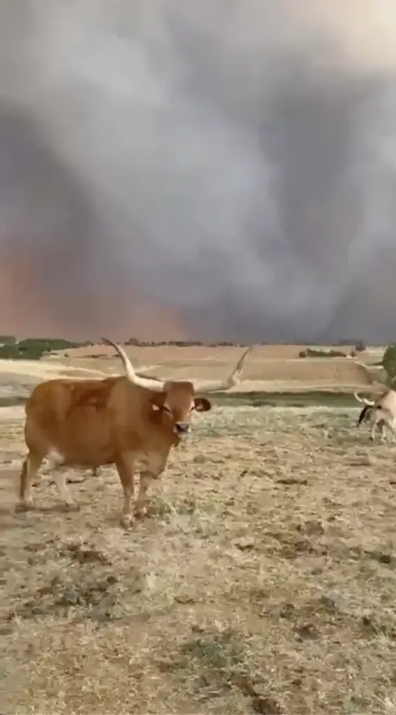 The El Capricho cattle farm, owned by José Gordón, was affected by one of the fires in León