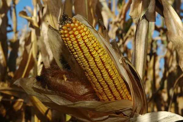 A Smaller Corn Crop Could Set the Stage for Higher Prices