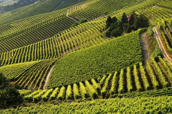 NoviAgri: Artificial intelligence and technology for vineyard health