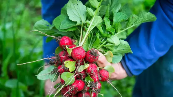 Most people sow them in the spring, but this crunchy vegetable also grows well in the fall