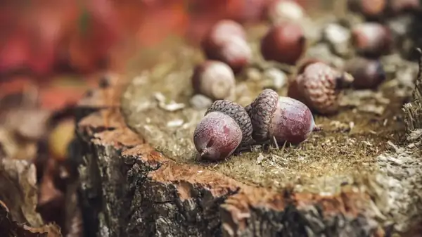 Acorns Are The Versatile Ingredient You Should Be Cooking With