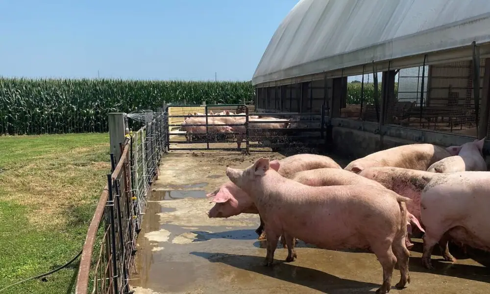 Family Farmer Finds a Connection to Eaters Through Livestock