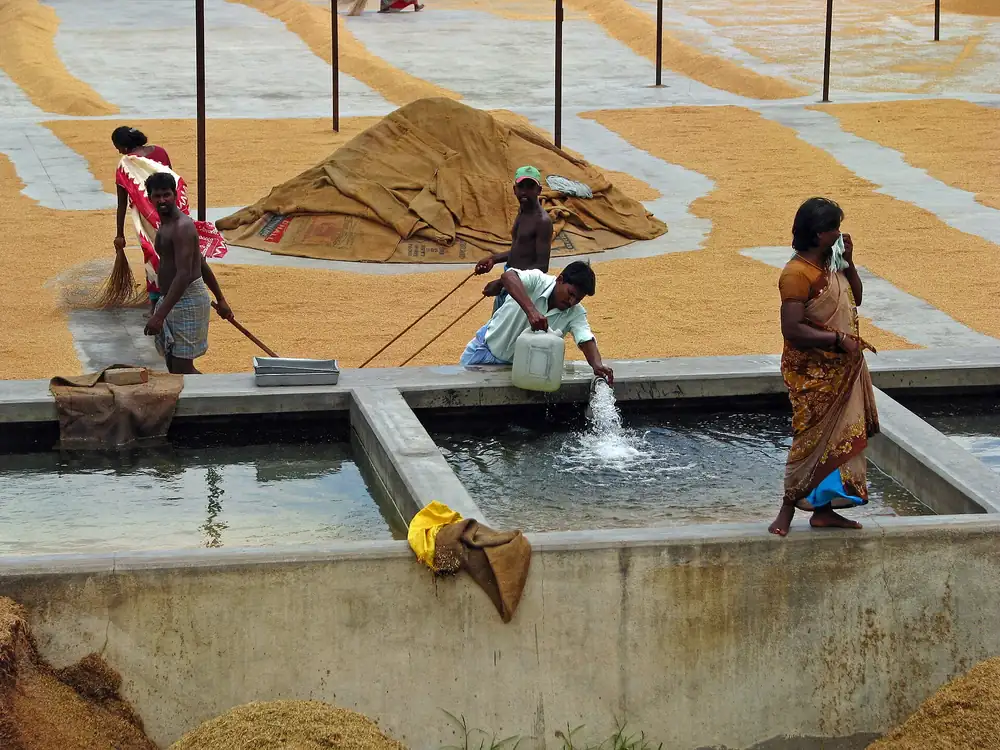 India's rice production could fall by the most in nearly 20 years