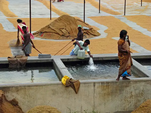 La producción de arroz de la India podría caer al nivel más bajo en casi 20 años