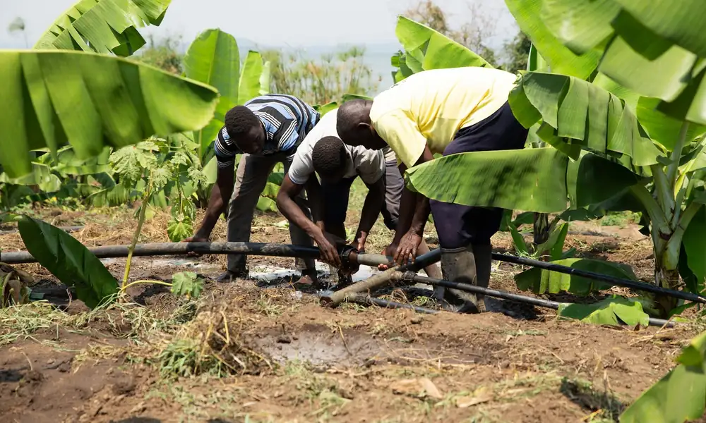 Cultivating the Next Generation of African Agri-Entrepreneurs