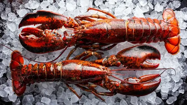 Can You Cook Lobster Tails From Frozen?