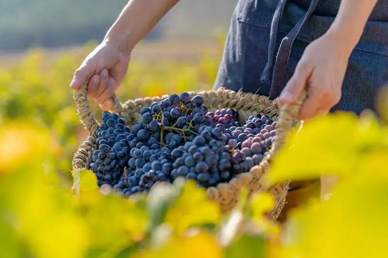 A study shows that low doses of mannoproteins accelerate the malolactic fermentation of Tempranillo