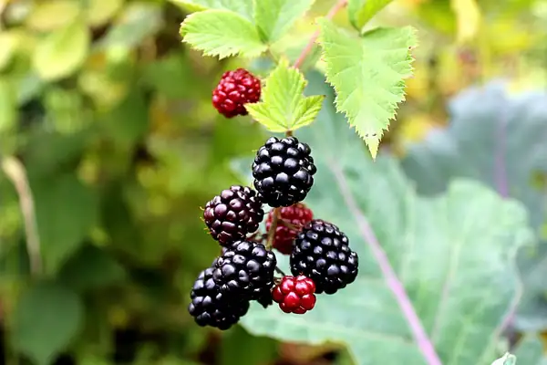 Blackberries, Raspberries, Brambles