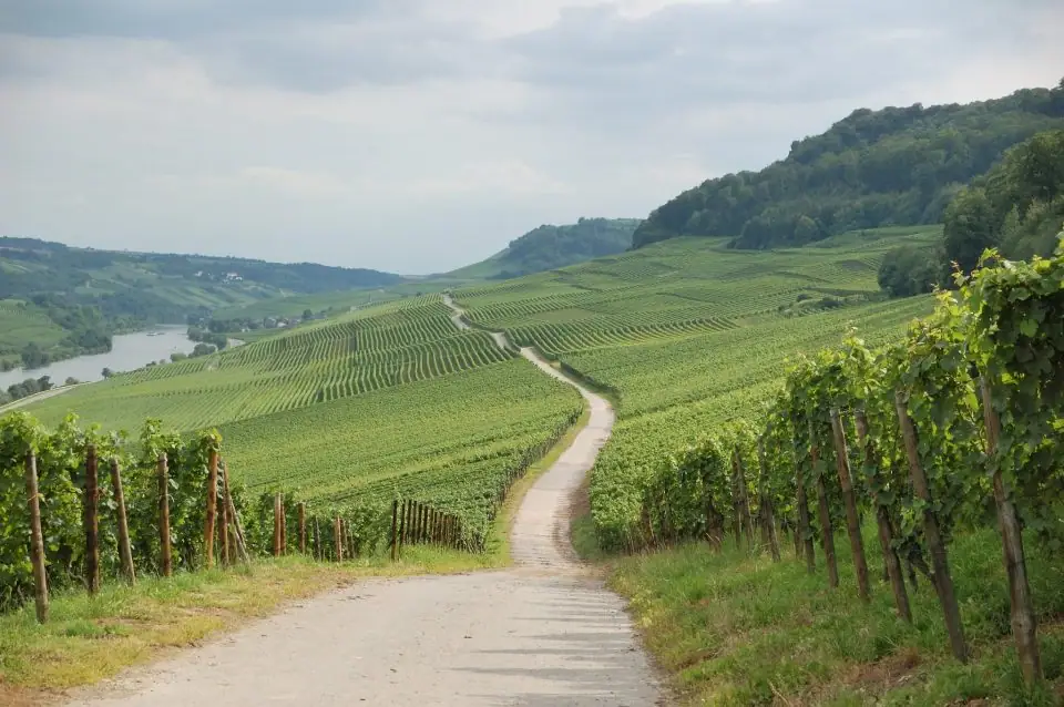 Los 15 mejores vinos de la República de Moldavia